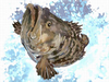 クエ.png