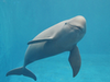 水族館.png